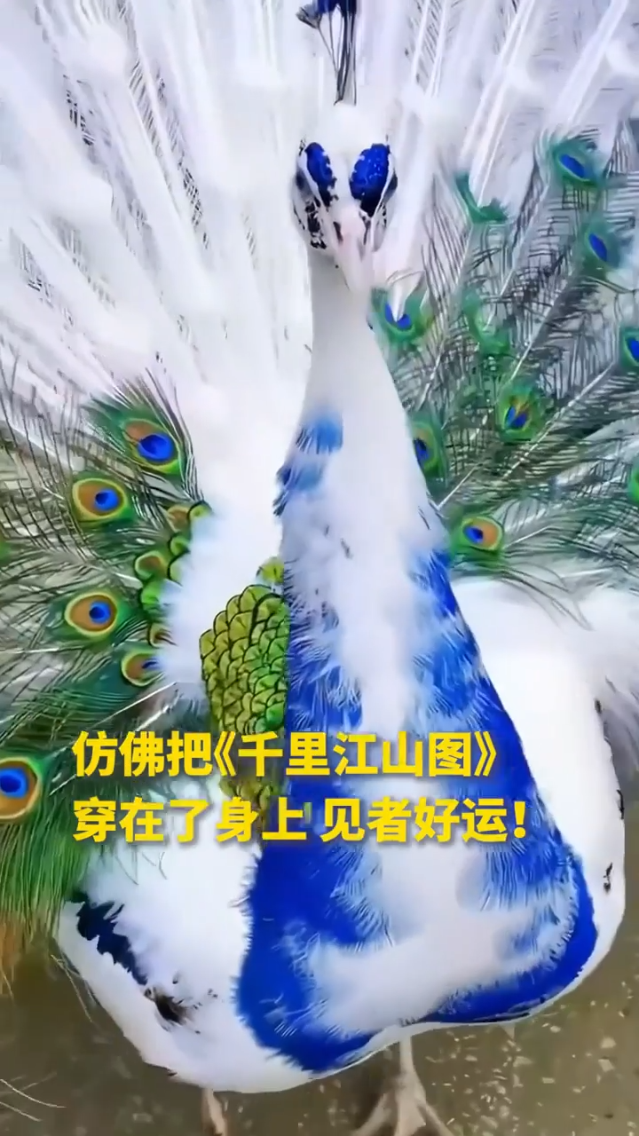 难得一见！“青花瓷孔雀”开屏绝美瞬间_人民日报