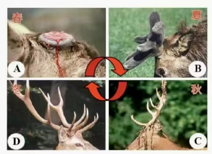 长春科技学院研究鹿茸为“大健康”添翼