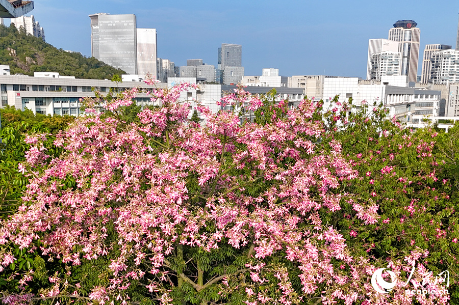 福建省各市花图片