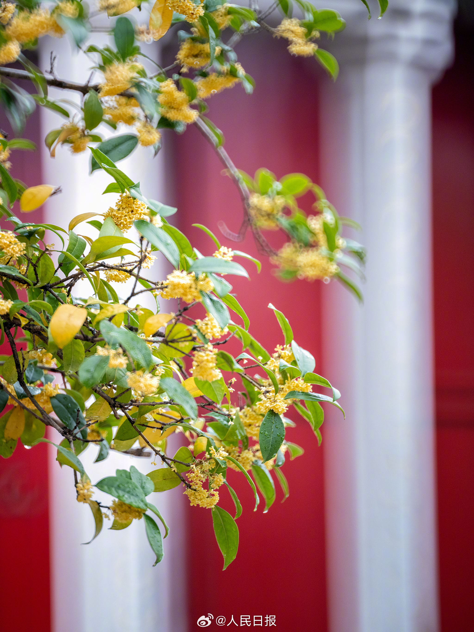 中式美学!秋日桂花点缀中国风建筑_国内新闻_湖南红网新闻频道