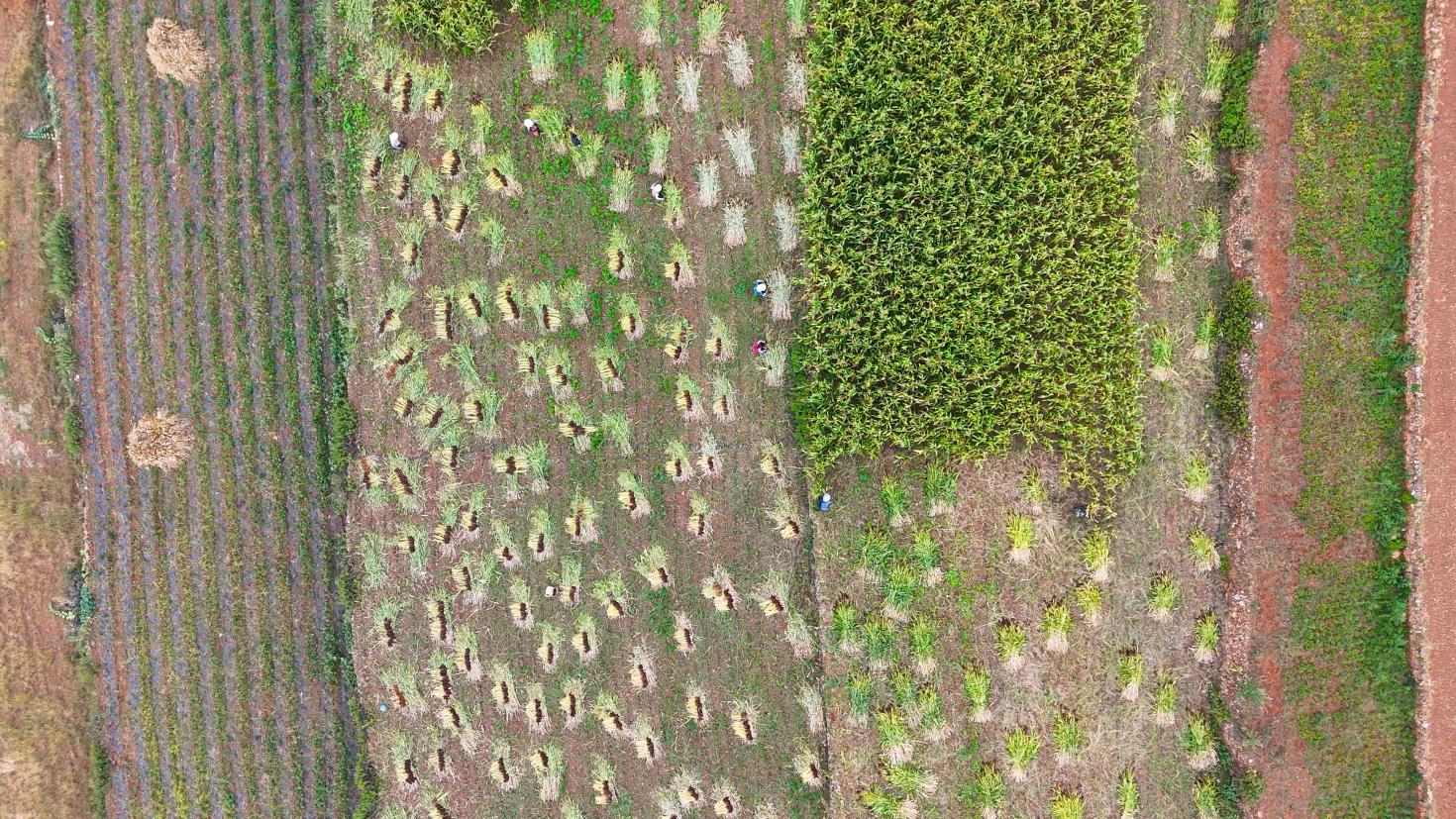 图6.航拍正在采收的高粱地