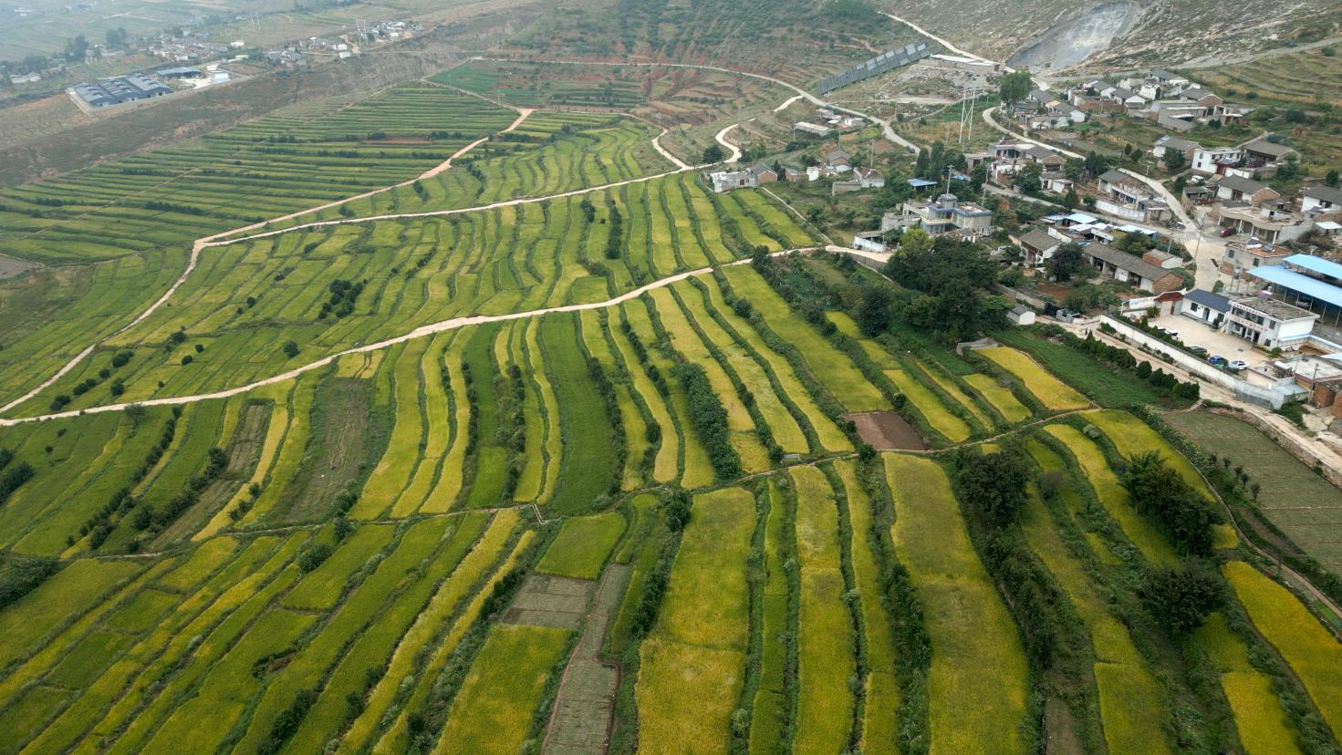 图2.航拍温泉村连片水稻田