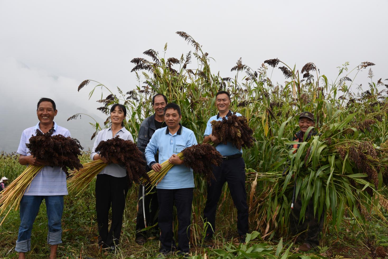图11.高粱迎来丰收年