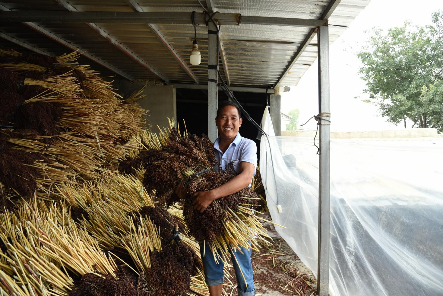 图10.高粱迎来丰收年