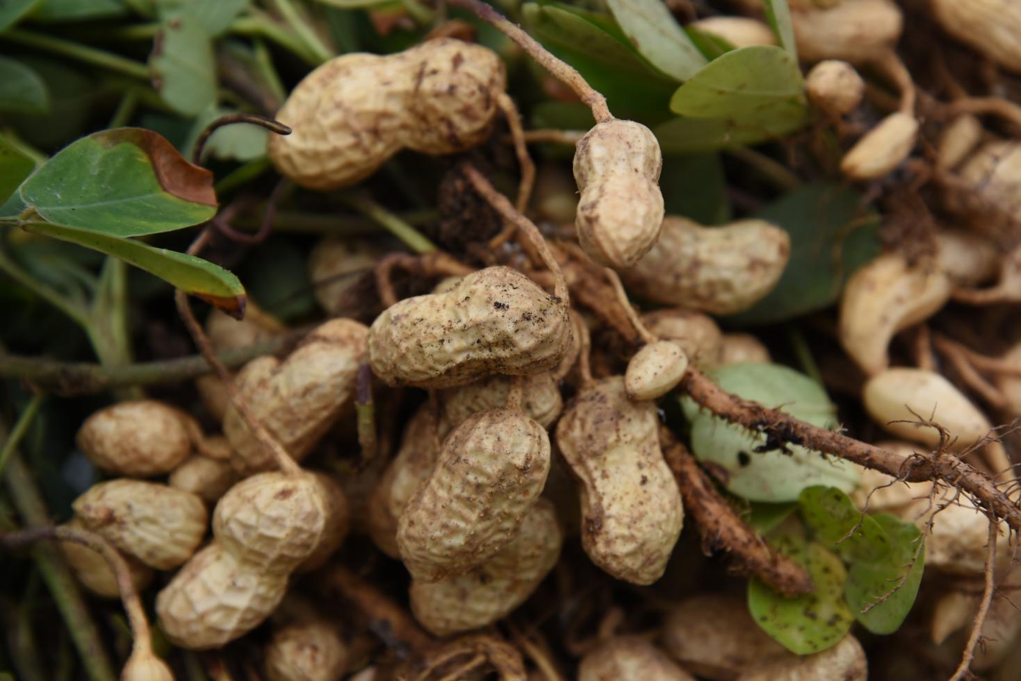 图17.村民们忙着采收花生