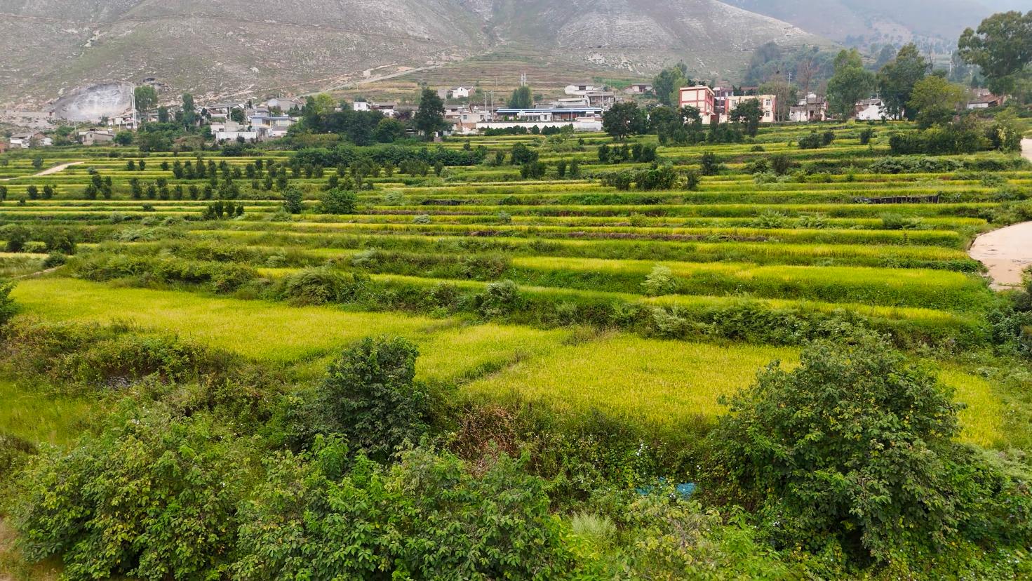 图3.航拍温泉村连片水稻田