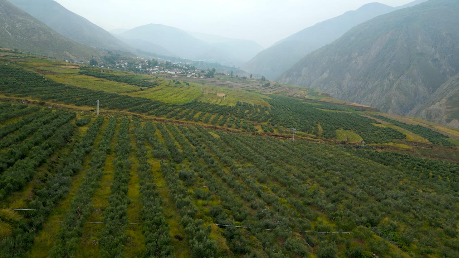 图12.航拍温泉村油橄榄种植基地