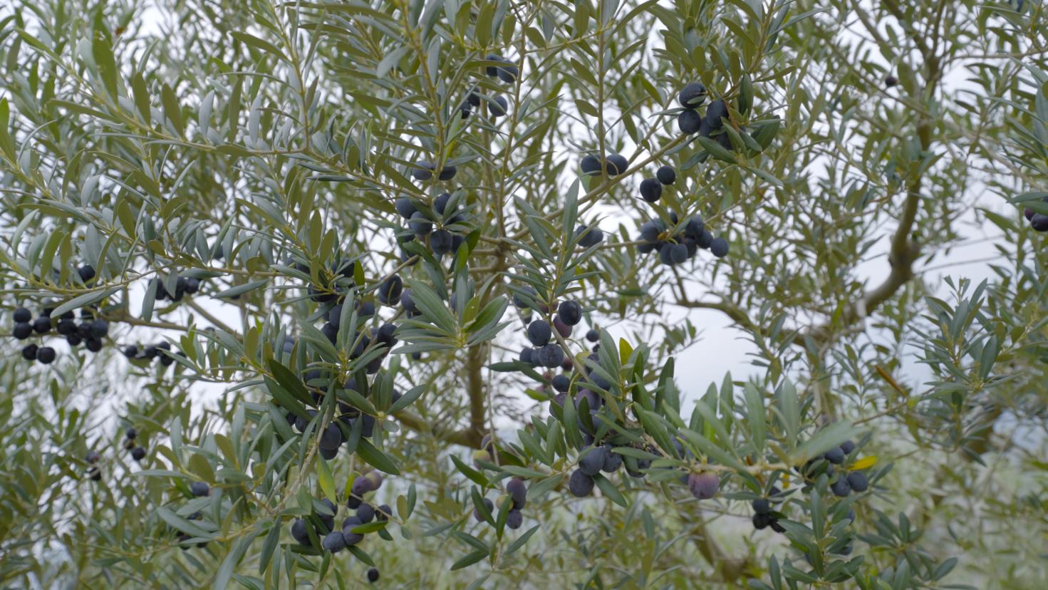 图14.成熟的橄榄果挂满枝头