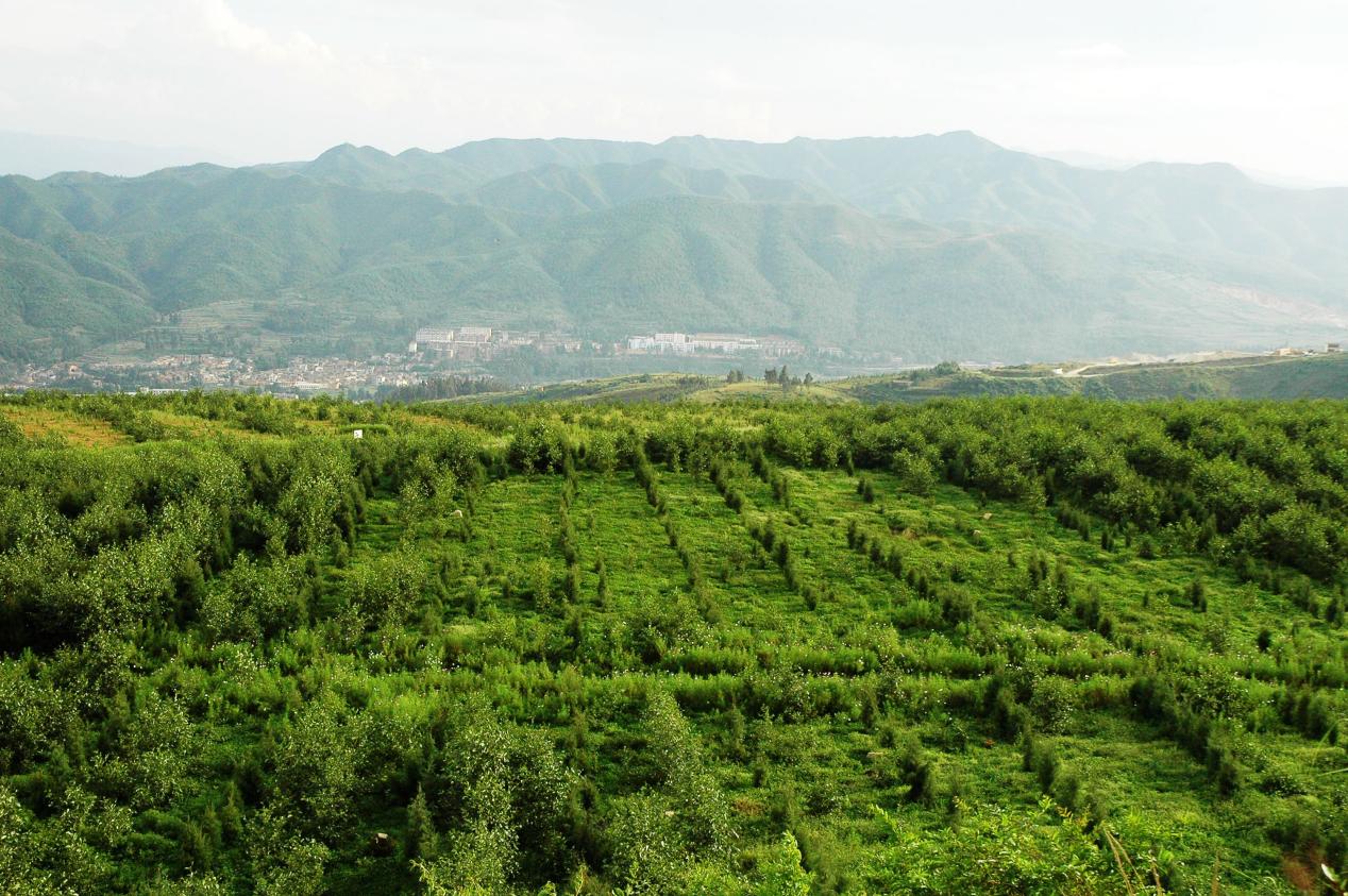 采空区覆土植被