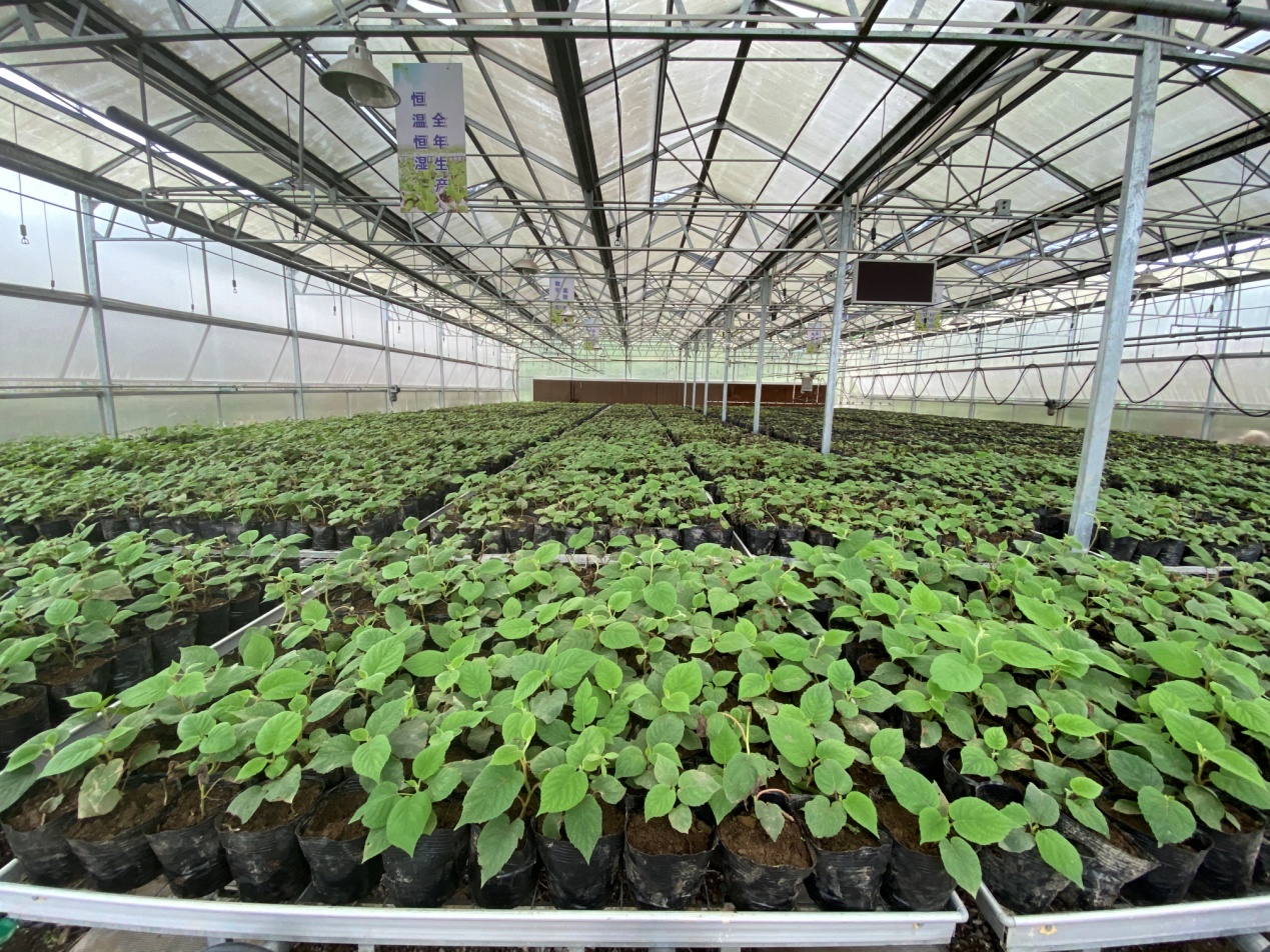 苍溪县弥研所育苗现场.jpg