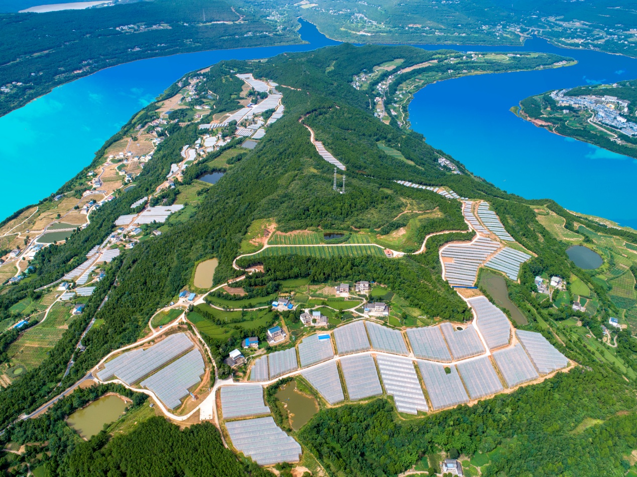 苍溪县亭子湖现代农业园区,总规模7500亩,发展避雨大棚猕猴桃3200亩,苍溪梨2200亩,柑橘等小水果1100亩,套种黄精等中药材1000亩.jpg
