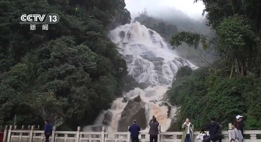 全球仅存约1000只！在哀牢山邂逅“世界上最神秘的鸟”