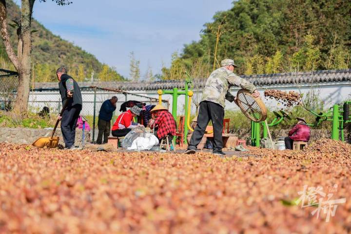 千万林农如何因林而富？看浙江林改模式蝶变之路_绿色中国