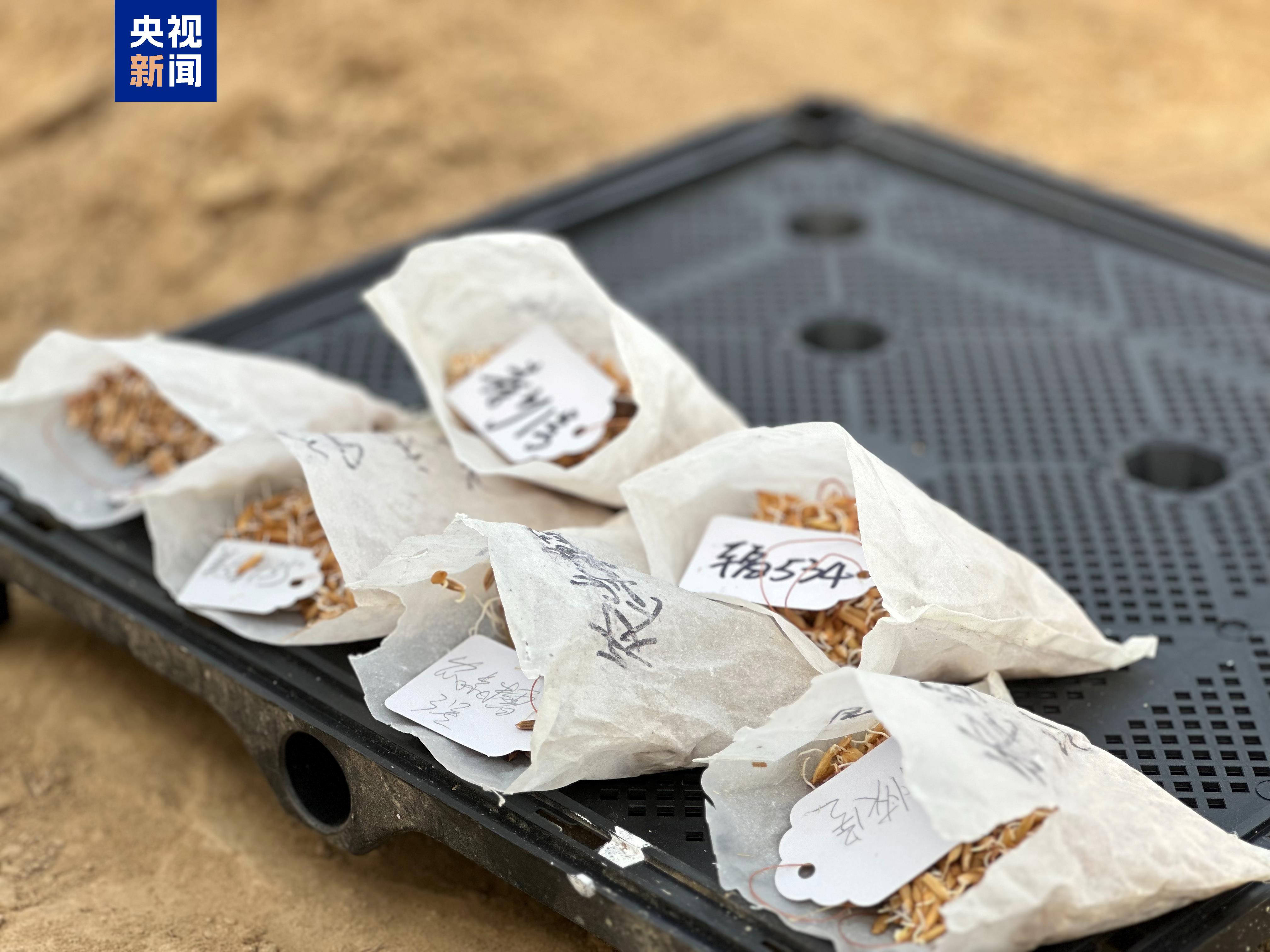上天又入地,“太空种子”在南繁开始育种_人民日报