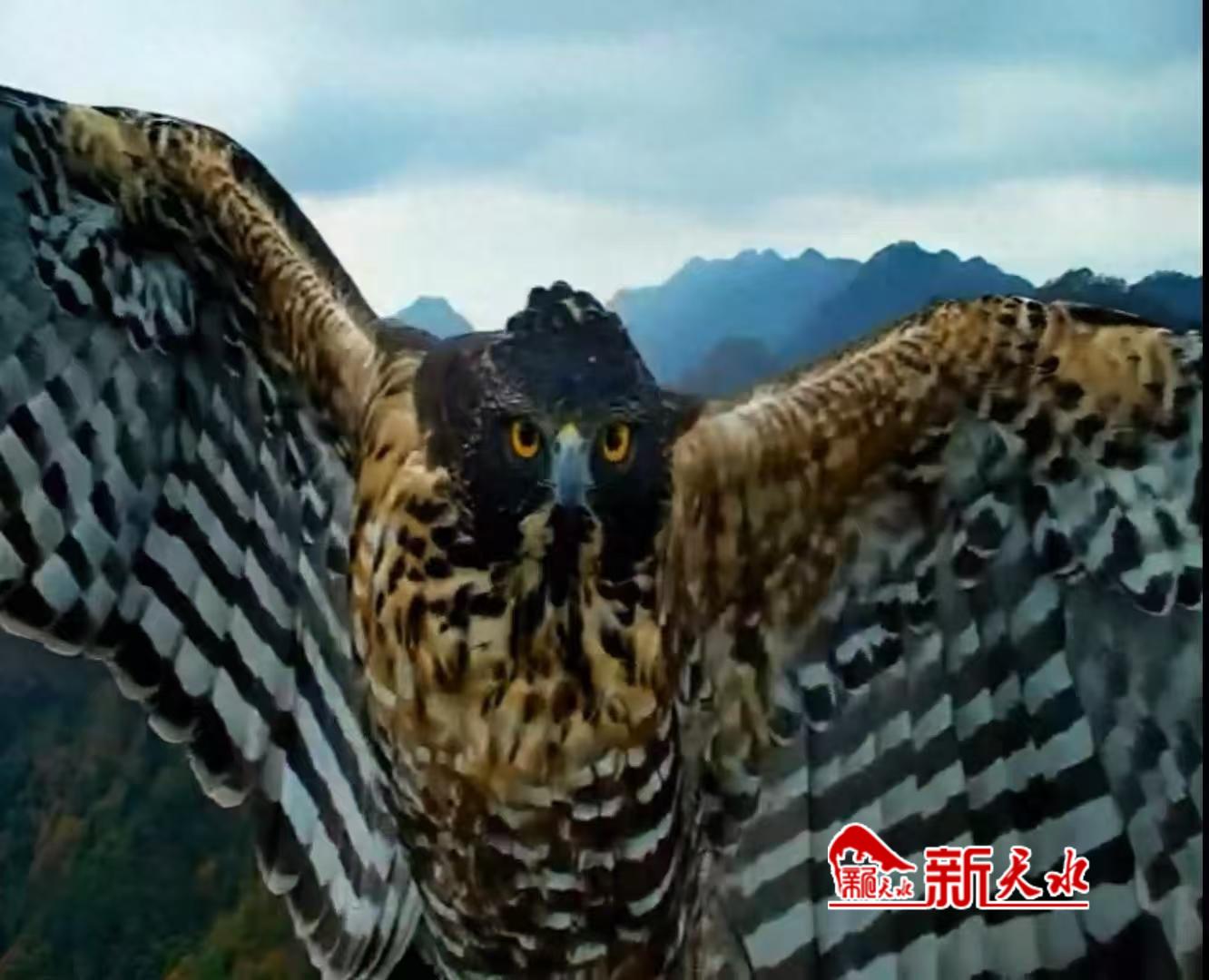 鹰雕首次现身小陇山保护区 森林霸主“刷脸”全程被抓拍_新天水