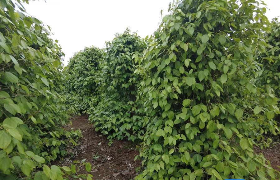 aca6a2b9664210e1eb1918eed15b883