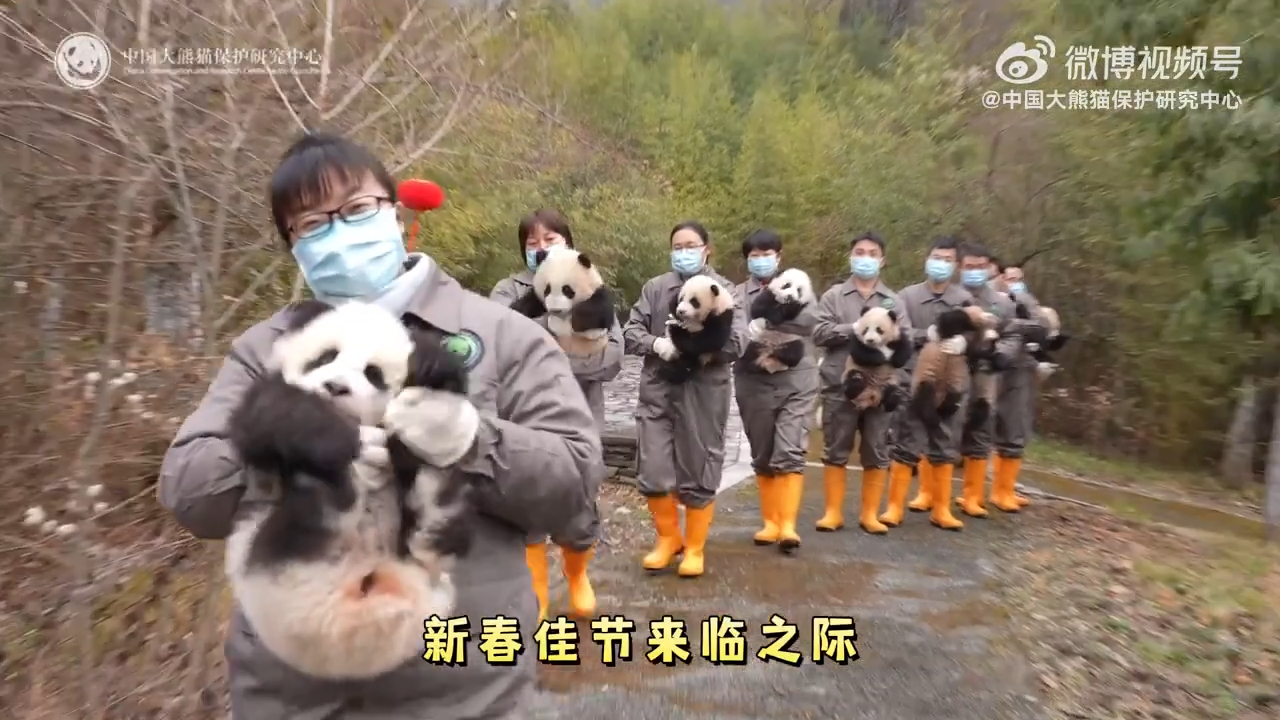🐼 2025 成都基地小熊新上架啦！ 今年有哪些超萌熊貓寶寶亮相？他們的媽媽又是誰？ 一起來認識萌度爆表的 25級熊貓幼崽 吧～ ▪️ 小飛機→  珍喜的孩子（跟媽媽一起出外場） ▪️ 浜浜甜 →愛浜的孩子（已和媽媽出外場） ▪️ 小瞪眼 →川仔的孩子（跟乾媽愛浜一起出外場） ▪️ 5G（圓臉灰）  \u0026 6G（三角灰）→績麗的雙胞胎 ▪️ 艾甜甜 →艾莉的孩子 ▪️ 和小頓 \u0026 和小療 → 和琪的雙寶 ..., image size:1280x720