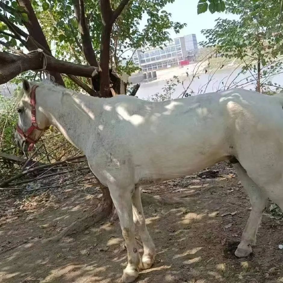 뽭ˢȫ