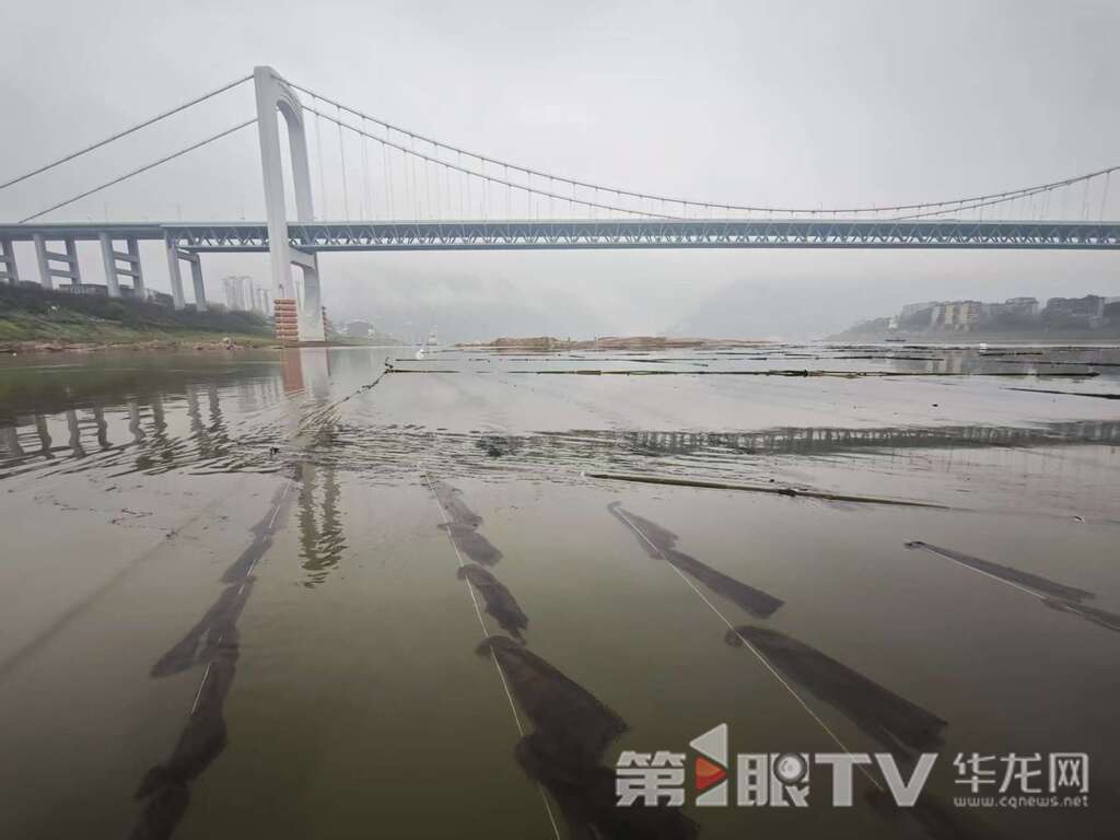 朝涪段工程建起的人工鱼巢。第1眼TV–华龙网记者 刘艳 摄