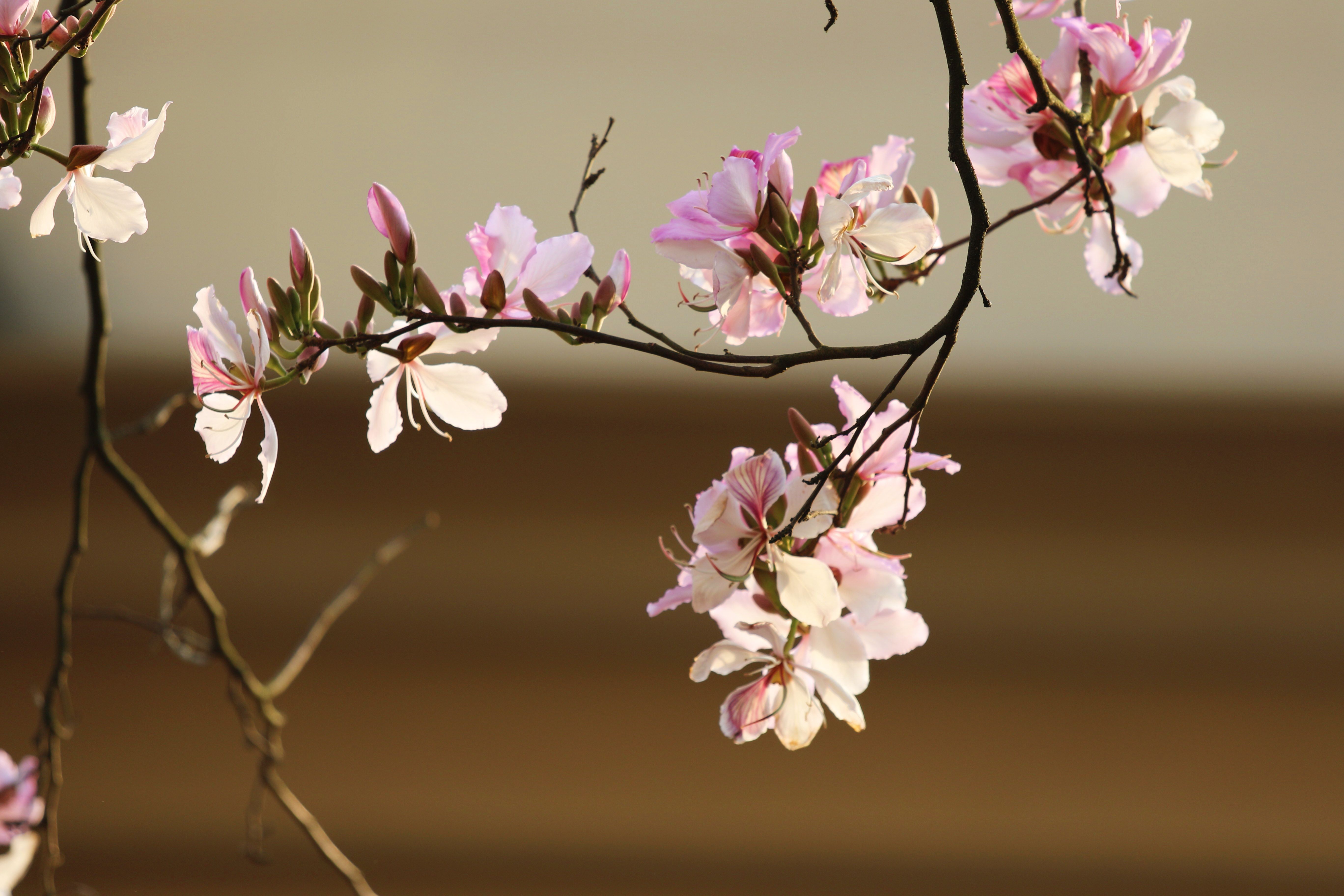云南龙陵:"峪"上花开,白花羊蹄甲肆意争春