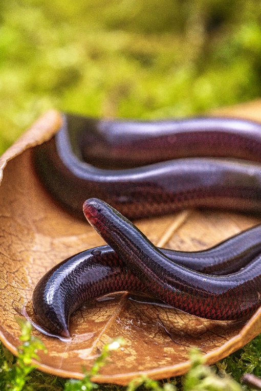 C:\Users\Administrator\Desktop\Science Advances\封面申请\Final\Cover Image\flowerpot snake 1.jpg