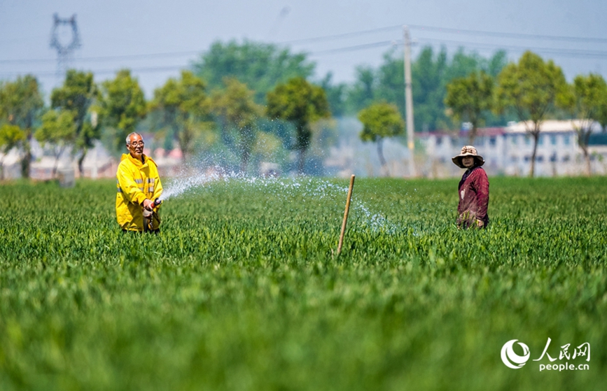 驻马店市西平县二郎镇张尧村村民抢抓农时，灌溉麦田。人民网记者 王佩摄 (1)