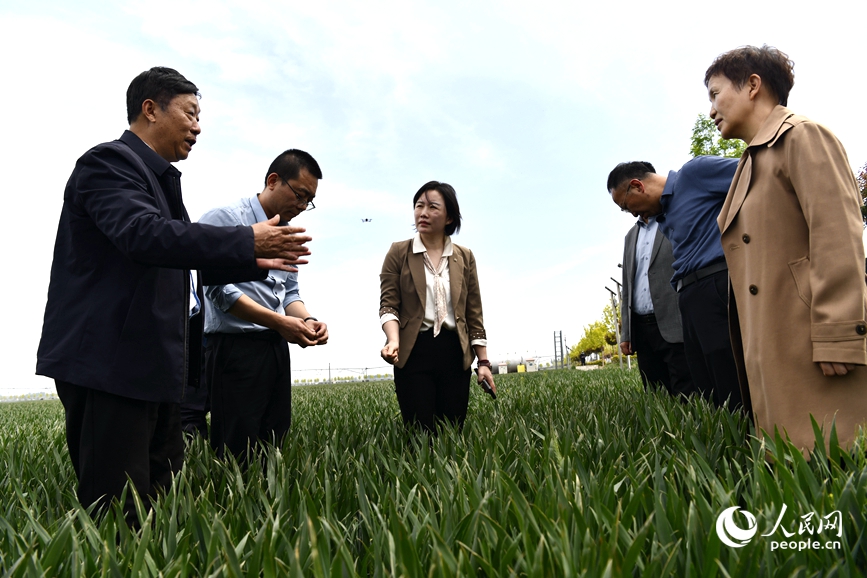 新乡市获嘉县高标准农田内，农业专家来到田间地头，为种粮大户指导农业生产。人民网记者 尚明桢摄