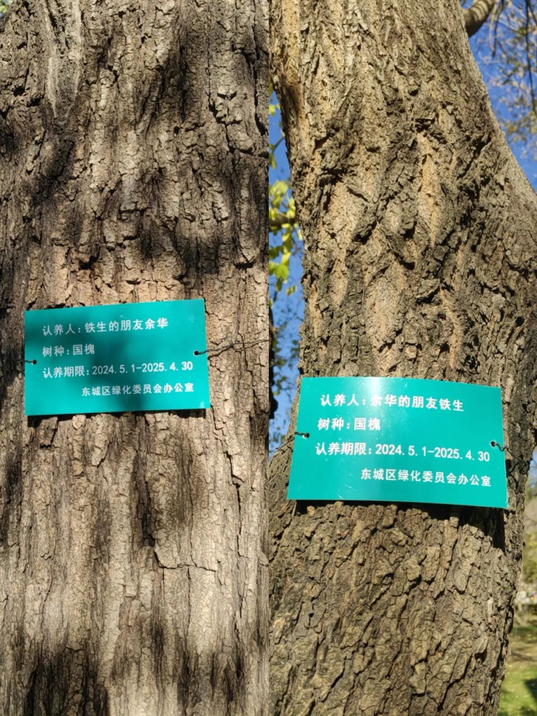 网友喊话余华“地坛公园的树该续费了”，余华回应