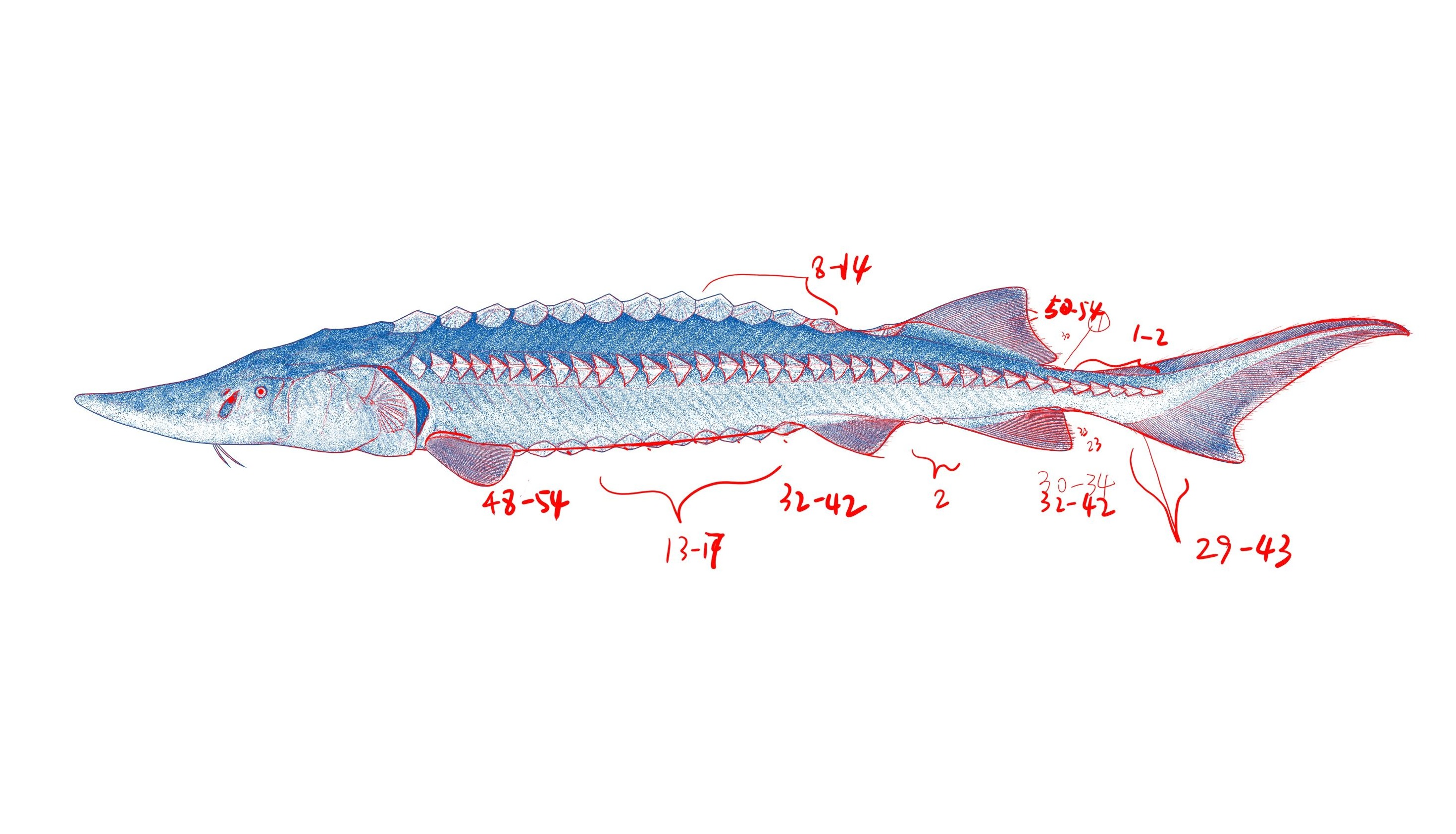 常见鱼类能通过解剖了解特征,但最难的还是画那些珍稀物种