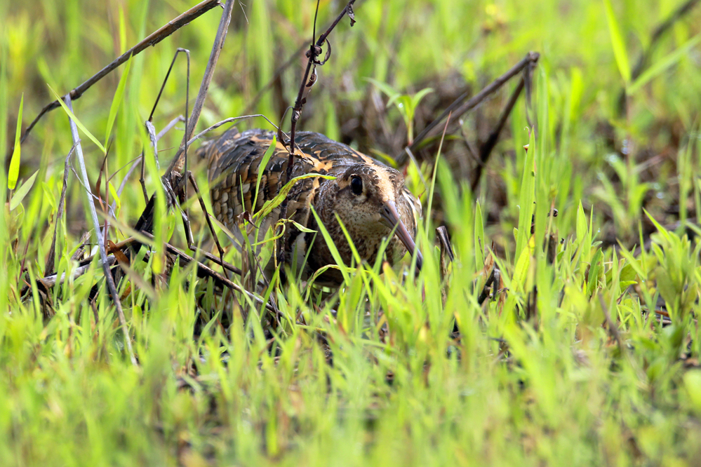 就爱捉迷藏!那些穿"迷彩服"的小动物