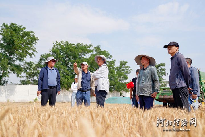 河北省小麦专家指导组组长郭进考(中)跟专家组成员观察小麦长势情况。长城网·冀云客户端记者 富心迪 摄_副本