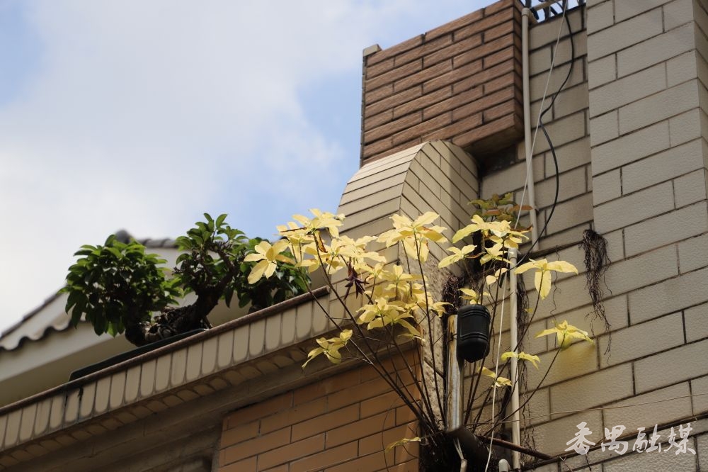 社区内随意点缀的鲜花