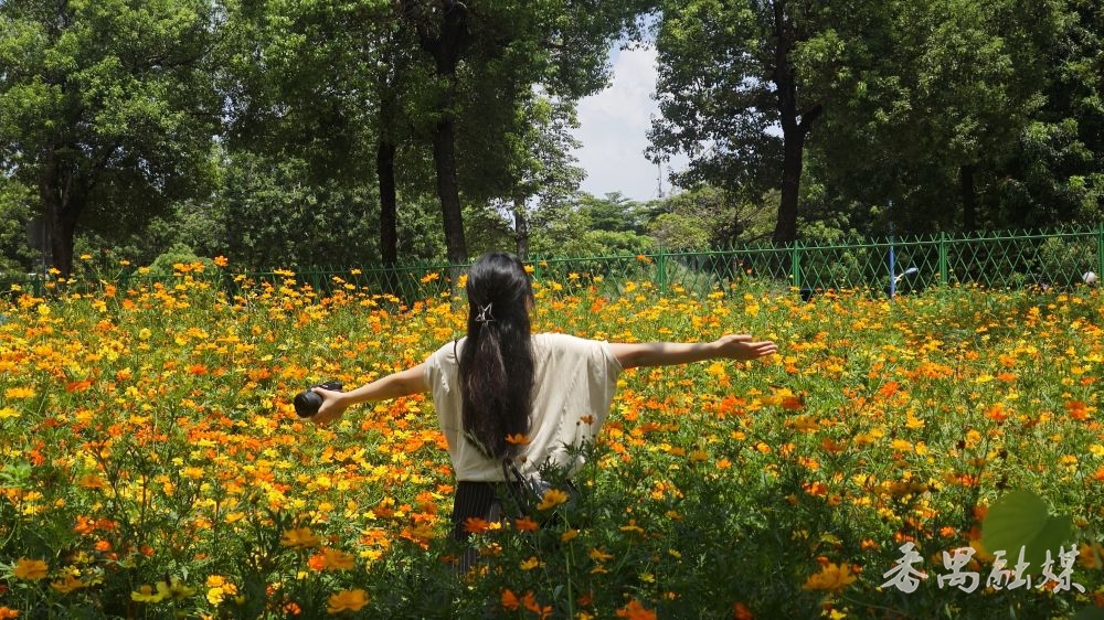 硫华菊花海