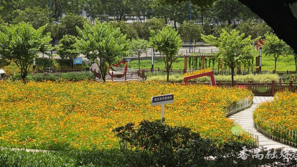 东沙村古樟树公园