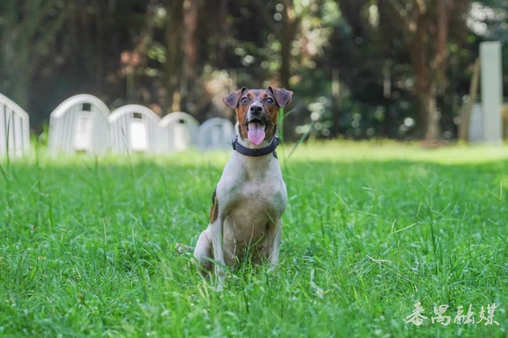 番禺警犬“坚五”出师 将参与十五运会安保工作_番禺融媒