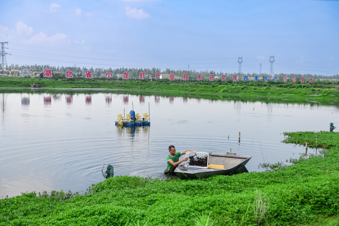 E:\桌面\活力中国调研行稿件\“四季有虾”试验示范基地.JPG