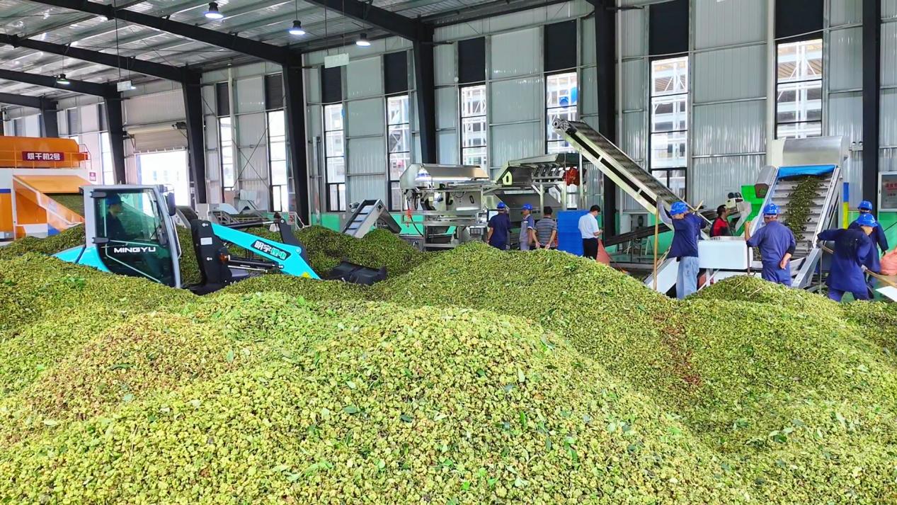 云南众木农林发展有限公司八角加工车间