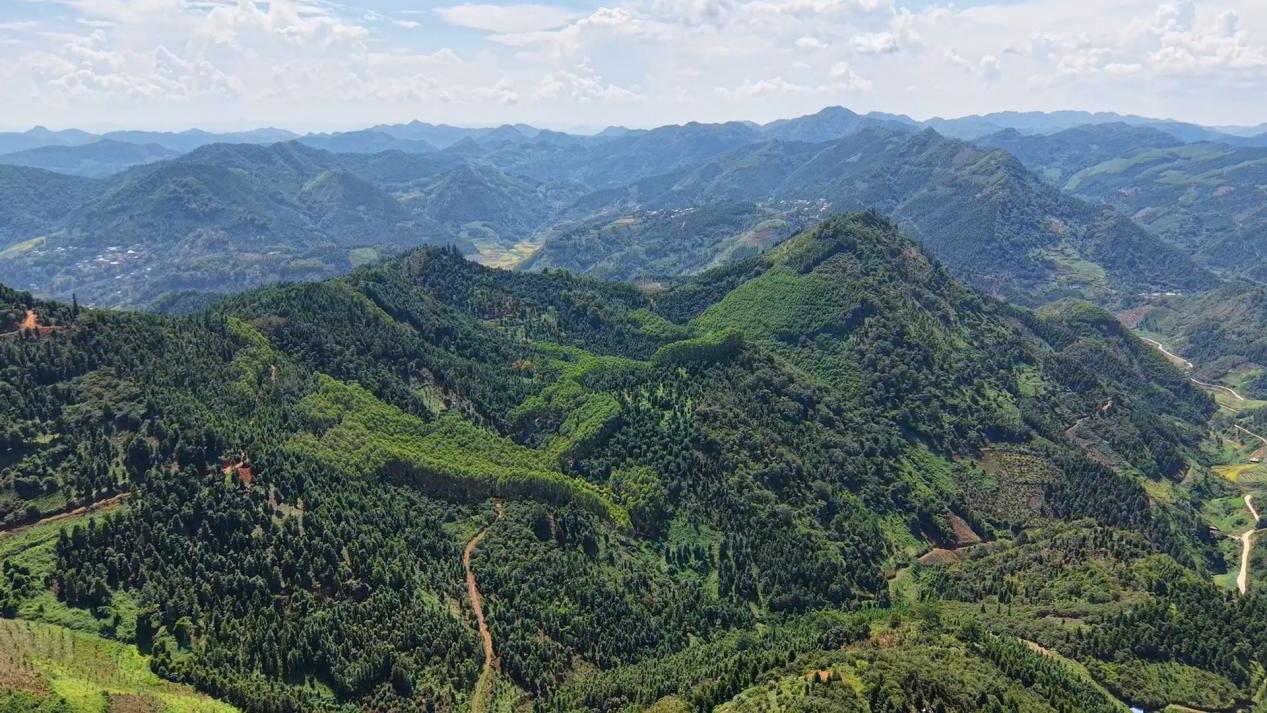 洞波瑶族乡坡占村八角林航拍