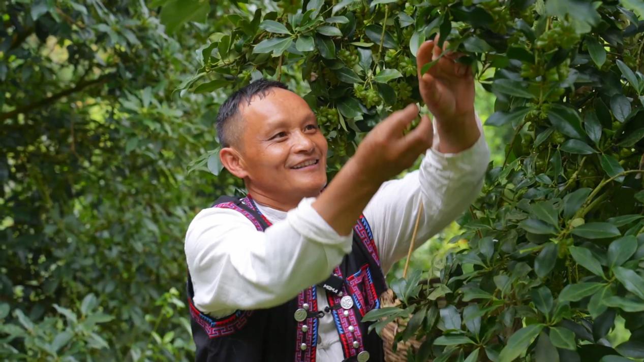 洞波瑶族乡坡占村群众李福旺采摘八角