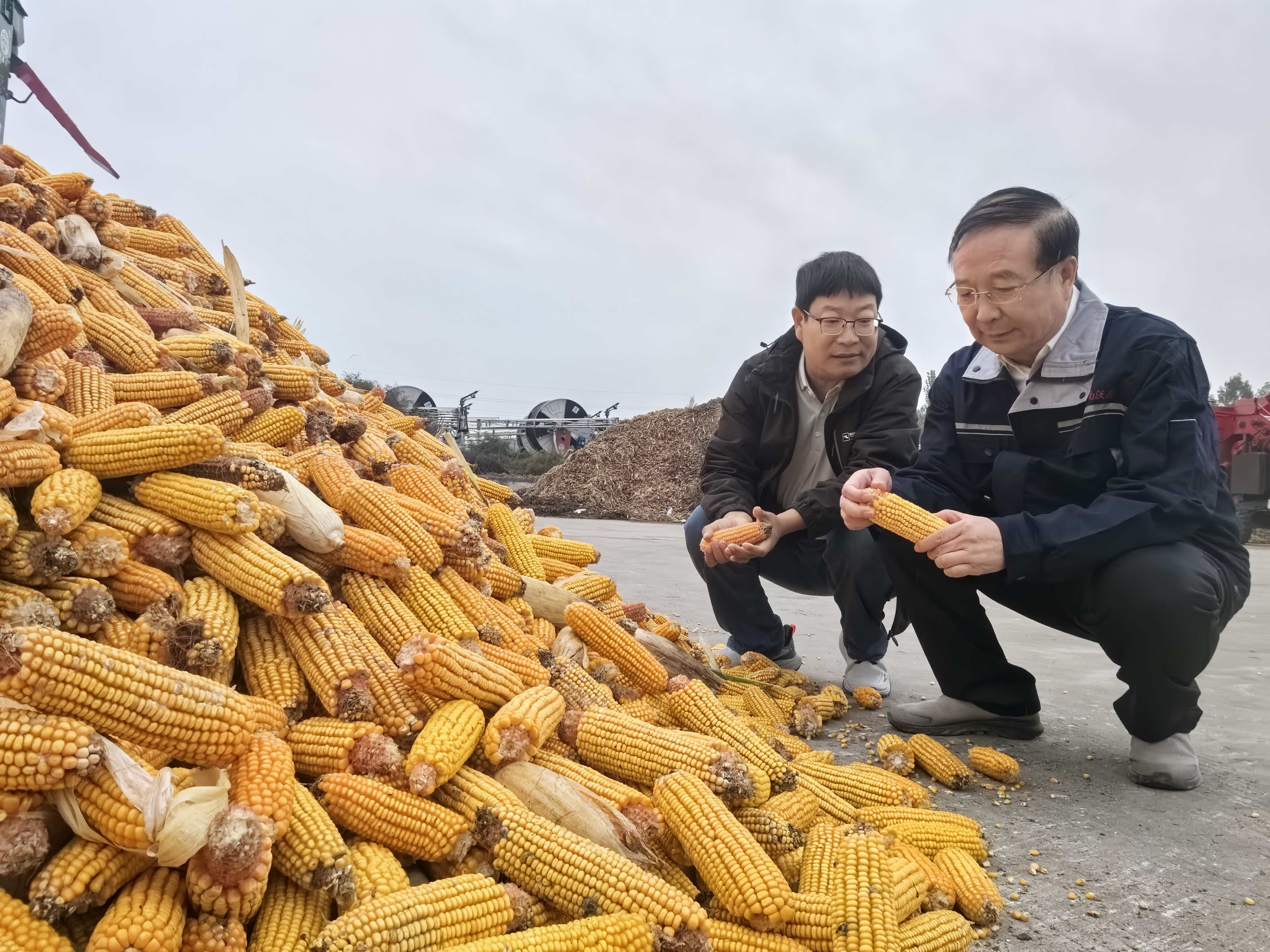 河南“爛秋雨”還沒停，秋收情況如何？有哪些解決辦法？記者實地走訪——