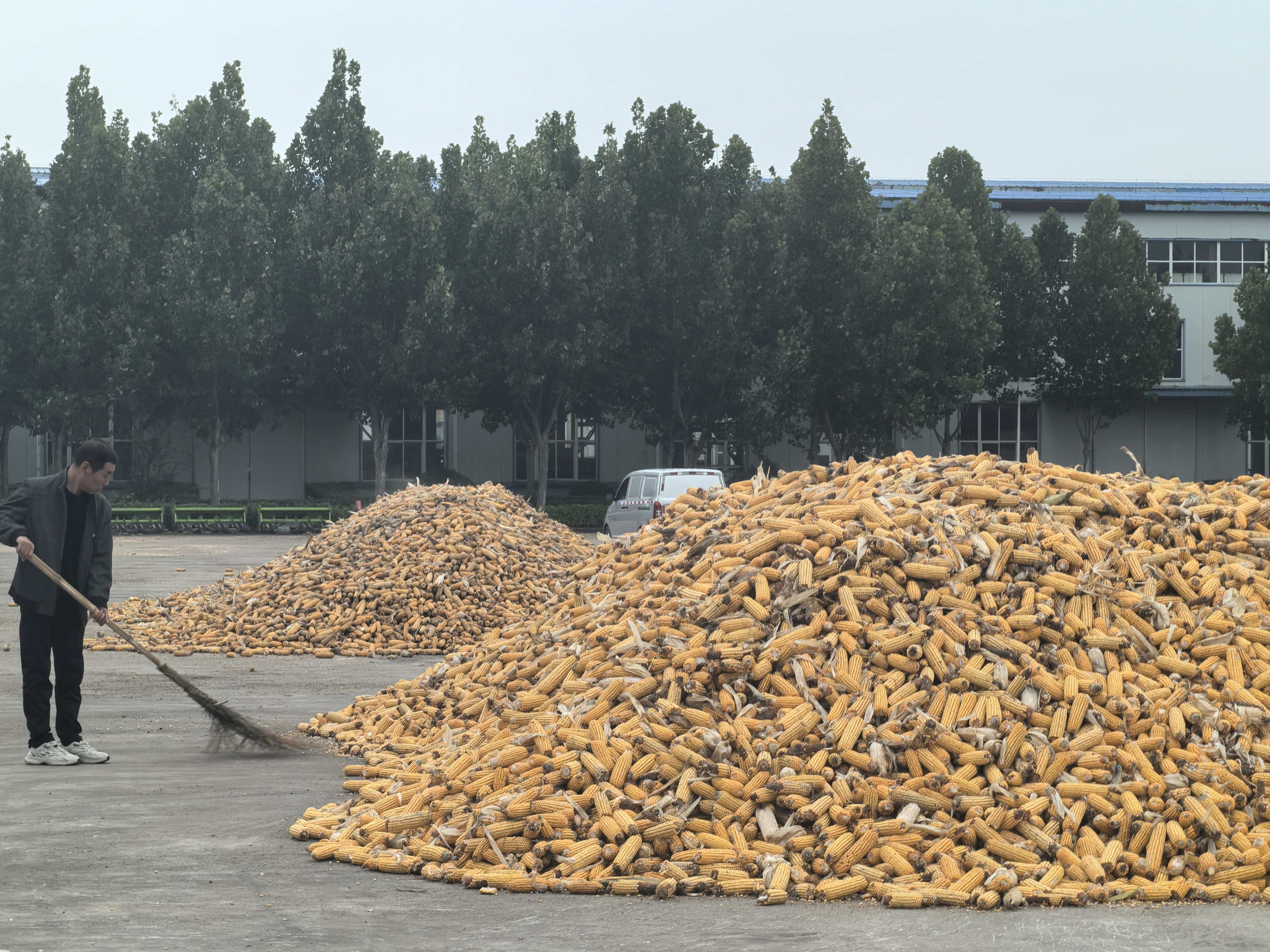 河南“爛秋雨”還沒停，秋收情況如何？有哪些解決辦法？記者實地走訪——