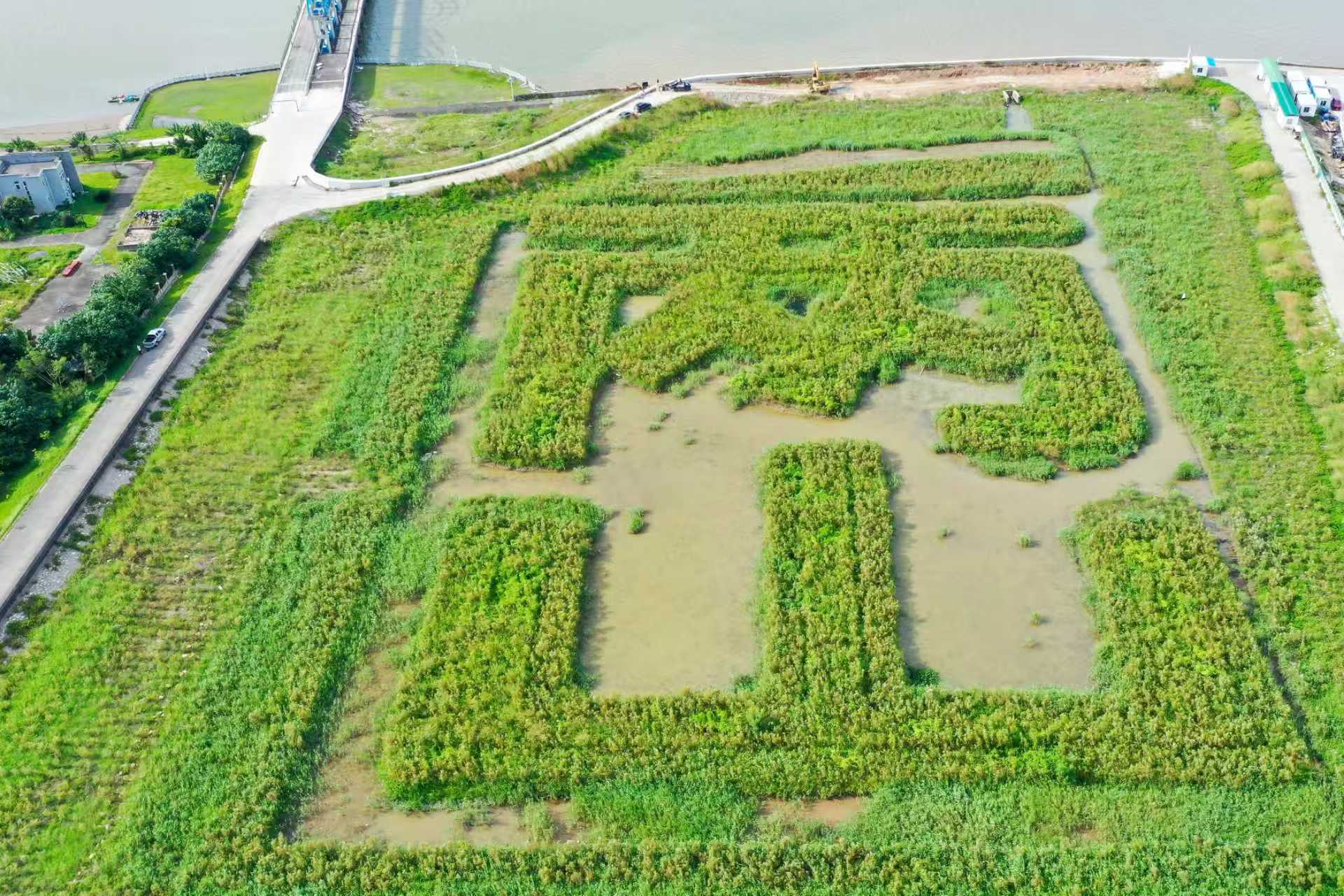 南水镇的南方柽柳园