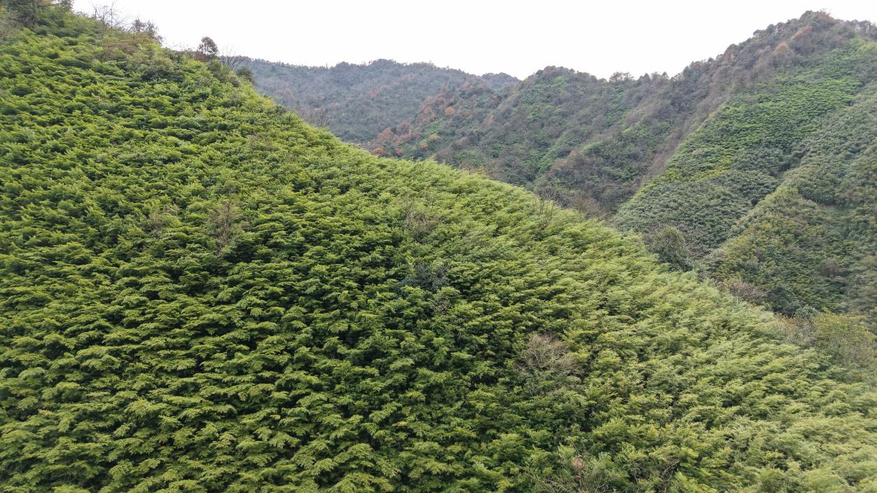 筇竹林（2025年11月19日陈绍金拍摄） (6)