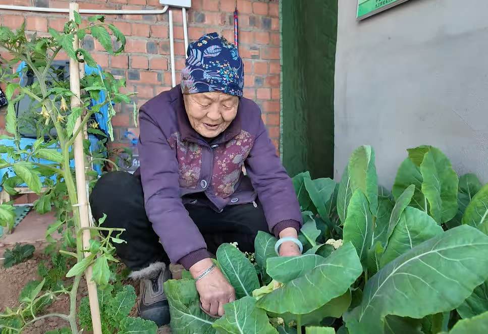 历史性突破！内蒙古乌兰察布市四子王旗321户戍边牧民首次实现蔬菜四季自给