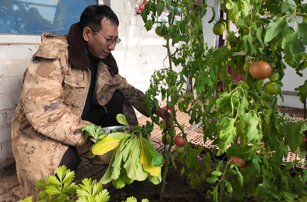 历史性突破！内蒙古乌兰察布市四子王旗321户戍边牧民首次实现蔬菜四季自给