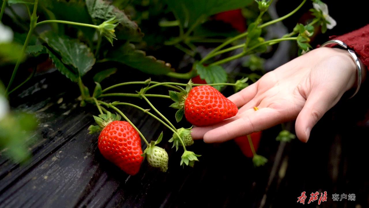 大棚内成熟的草莓1