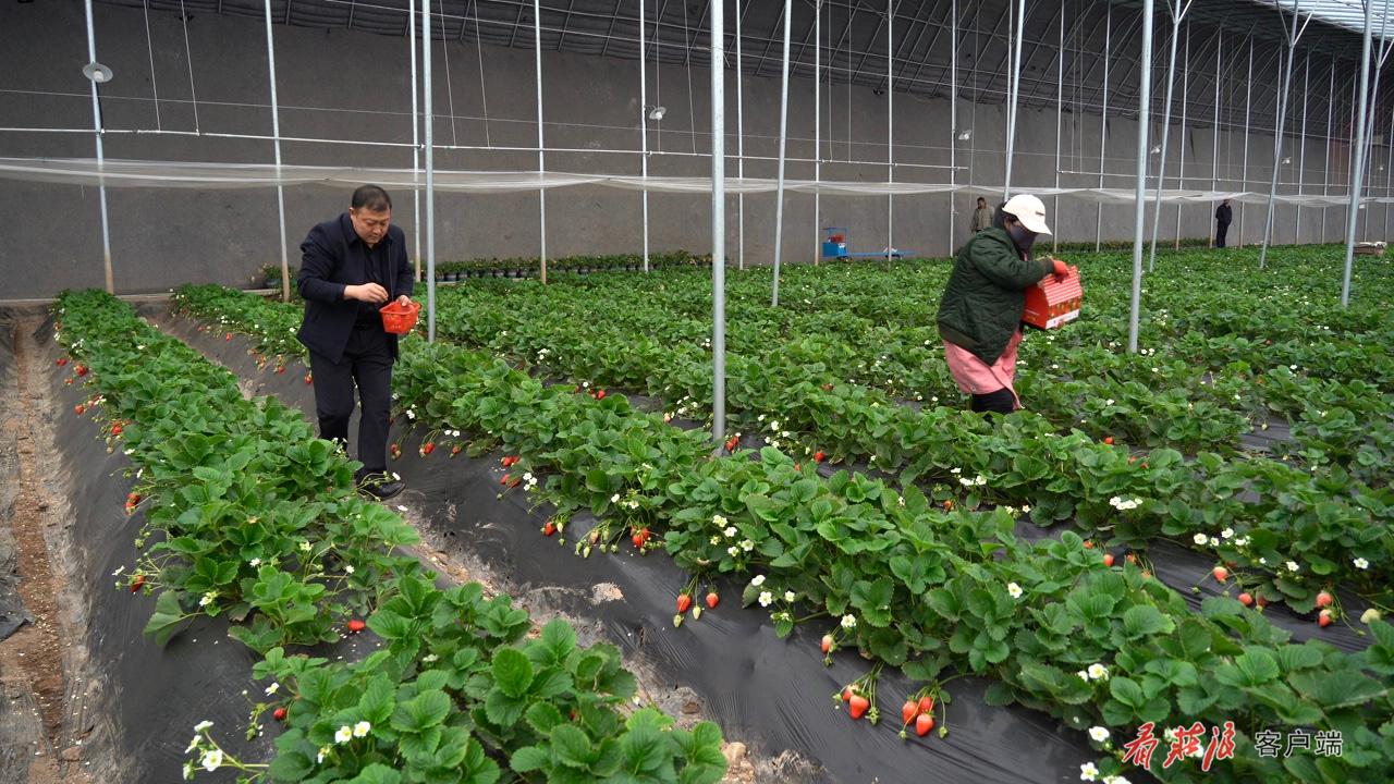 正在采摘草莓的人们