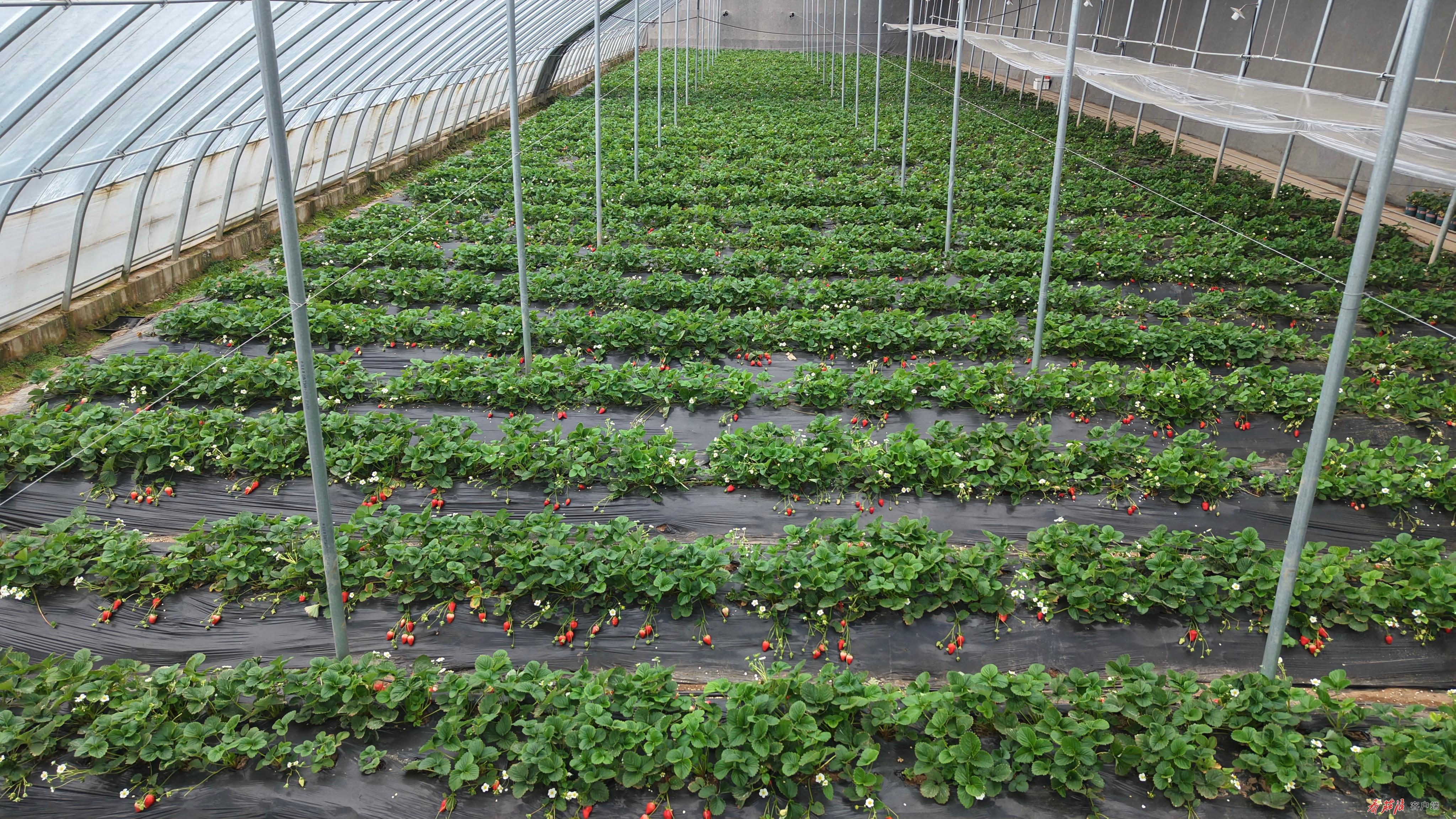 草莓大棚里红彤彤的草莓等待采摘