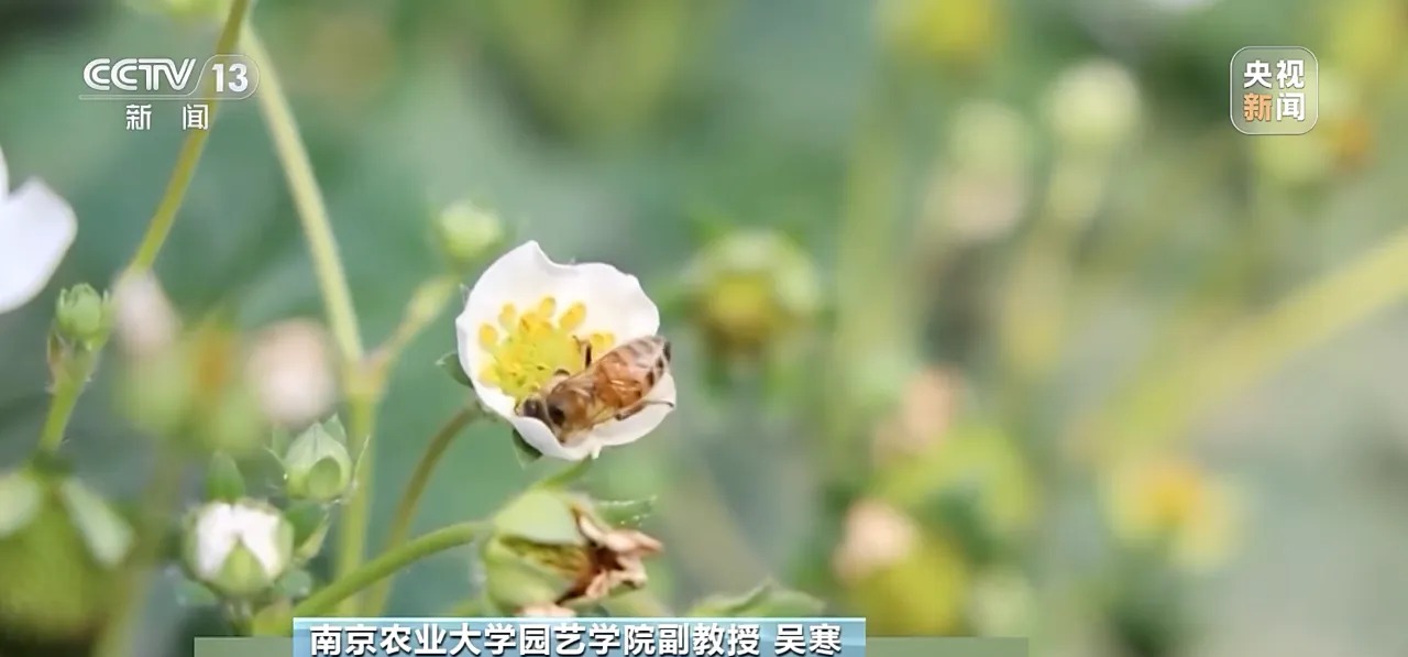 “膨大剂”催熟草莓这个月大量上市?记者调查