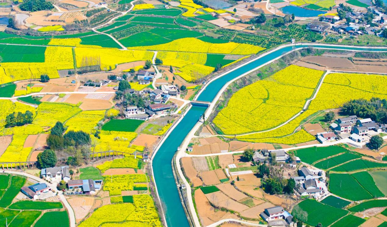 图3:灌区油菜花田一隅